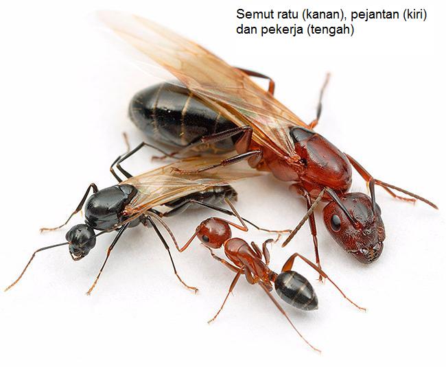 semut ratu, pejantan dan pekerja